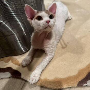 Coco -  Devon Rex Cat for Adoption in Los Angeles, California - Coco | PetCurious