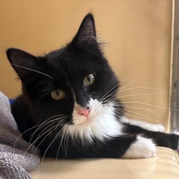 Domestic Short Hair Cats Available for Adoption in East Hanover, New Jersey - Lenny | PetCurious