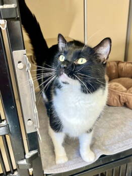 Rescue Domestic Short Hair Cats for Adoption in Webster, Wisconsin - Droid | PetCurious