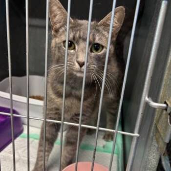 Domestic Short Hair Cats Available for Adoption in New York, New York - Ella | PetCurious