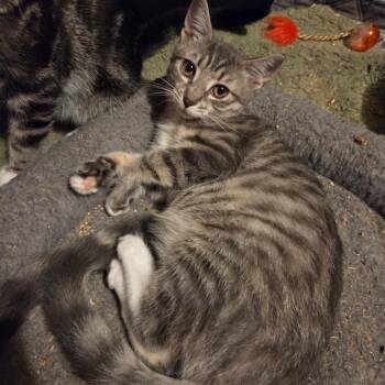 Pea Pod -  Domestic Short Hair Cat for Adoption in Mount Laurel Township, New Jersey - Pea Pod | PetCurious