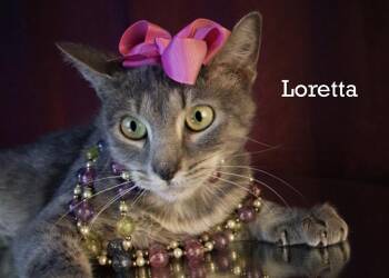 Loretta -  Domestic Short Hair Cat Available for Adoption in York, Nebraska - Loretta | PetCurious