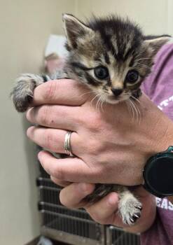 Trix -  Domestic Short Hair Cat for Adoption in Christiansburg, Virginia - Trix | PetCurious