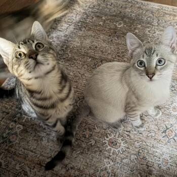 Fifa & Finn -  Domestic Medium Hair and Siamese Cat for Adoption in Liverpool, Texas - Fifa & Finn | PetCurious