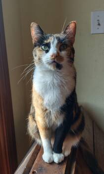 Rescue Domestic Short Hair Cats for Adoption in Tulsa, Oklahoma - America | PetCurious