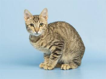 BECCA -  Domestic Short Hair Cat for Adoption in Phoenix, Arizona - BECCA | PetCurious