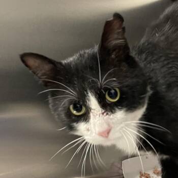 Goose -  Domestic Short Hair Cat for Adoption in Lakewood, Colorado - Goose | PetCurious