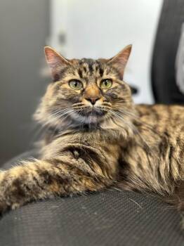 Snafurini -  Domestic Medium Hair Cat for Adoption in Weldon, Illinois - Snafurini | PetCurious