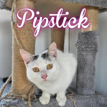 Pipstick -  Domestic Short Hair Cat for Adoption in Hillsboro, Ohio - Pipstick | PetCurious