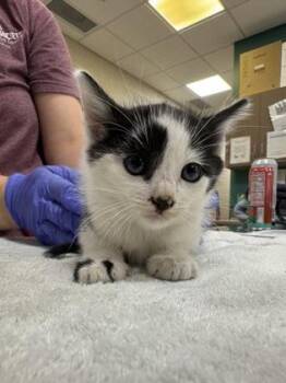 Maguire -  Domestic Short Hair Cat for Adoption in Fishers, Indiana - Maguire | PetCurious