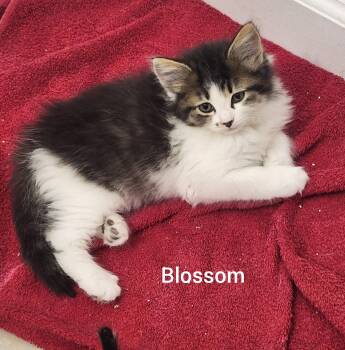 Domestic Long Hair Cats Available for Adoption in Orlando, Florida - Blossom ( Powerpuff Litter) Orlando Fl  | PetCurious