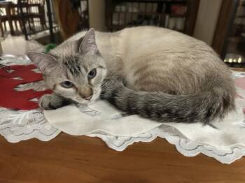 Domestic Medium Hair Cats Available for Adoption in Colorado Springs, Colorado - Double Mini | PetCurious
