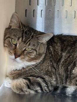 SIMBA -  Domestic Short Hair Cat for Adoption in Orlando, Florida - SIMBA | PetCurious