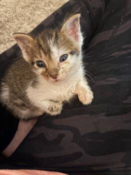 Yoda - Star Wars Litter -  Tabby Cat for Adoption in Anthem, Arizona - Yoda - Star Wars Litter | PetCurious