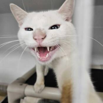 Prince Zuko -  Domestic Short Hair Cat for Adoption in Dover, New Hampshire - Prince Zuko | PetCurious