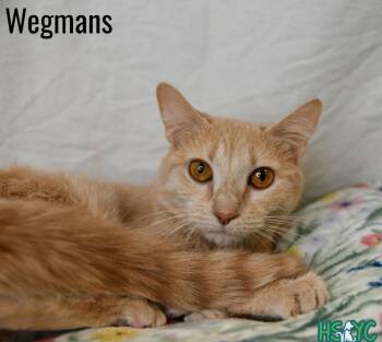 Domestic Short Hair Cats Available for Adoption in Fort Mill, South Carolina - Wegmans | PetCurious