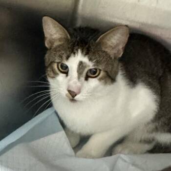 Kenneth -  Domestic Short Hair Cat for Adoption in Corbin, Kentucky - Kenneth | PetCurious