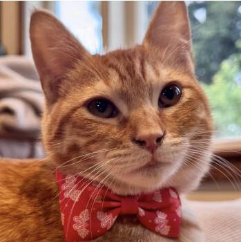 Domestic Short Hair Cats Available for Adoption in Larkfield-wikiup, California - Cheetos | PetCurious