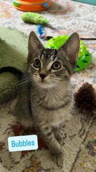 American Shorthair Cats Available for Adoption - Meet Bubbles- The Powerpuff Girl! | PetCurious