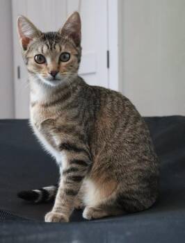 Domestic Short Hair Cats Available for Adoption in Magnolia, Texas - Prada | PetCurious
