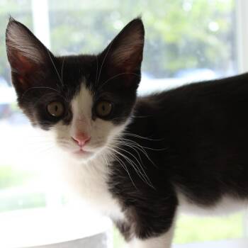 Joey -  Domestic Medium Hair Cat for Adoption in Gloucester, Virginia - Joey | PetCurious