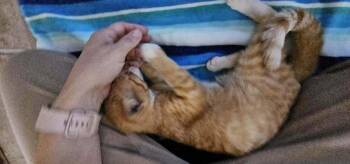 Chilli -  Domestic Short Hair Cat for Adoption in Virginia Beach, Virginia - Chilli | PetCurious