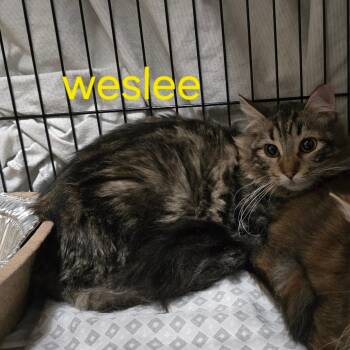 Weslee -  Domestic Long Hair Cat for Adoption in Grantsville, Utah - Weslee | PetCurious