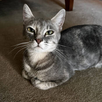 Rescue Domestic Short Hair Cats for Adoption in Redlands, California - Lana | PetCurious