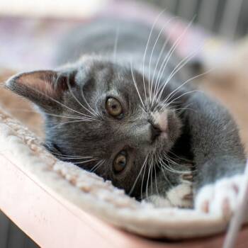 Domestic Short Hair Cats Available for Adoption in Dayton, Ohio - Moonpie | PetCurious