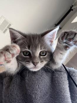 Zen -  Domestic Short Hair Cat for Adoption in The Woodlands, Texas - Zen | PetCurious