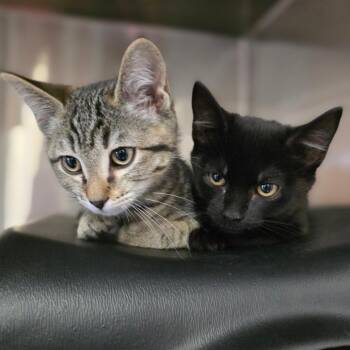 Sussex -  Domestic Short Hair Cat for Adoption in Spokane, Washington - Sussex | PetCurious