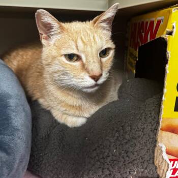 Scarletto -  Domestic Short Hair Cat for Adoption in Wheeling, Illinois - Scarletto | PetCurious