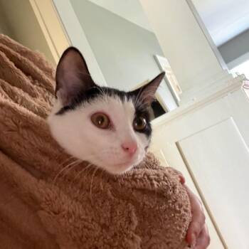 Minitel--In Foster -  Domestic Short Hair Cat for Adoption in Fargo, North Dakota - Minitel--In Foster | PetCurious