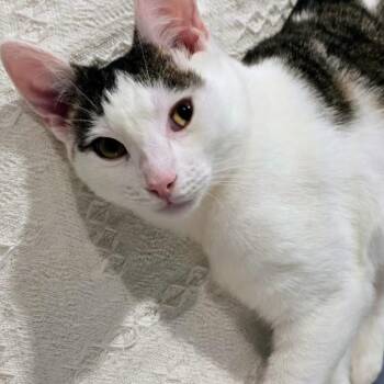 Bic -  Domestic Short Hair Cat for Adoption in Richmond, Virginia - Bic | PetCurious