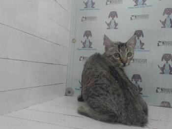 WOODY -  Domestic Short Hair Cat for Adoption in Orlando, Florida - WOODY | PetCurious