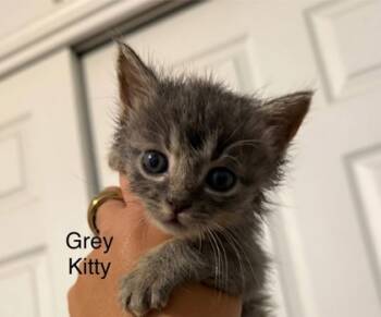 Rescue Domestic Short Hair Cats for Adoption in Anderson, Indiana - Grey Kitty | PetCurious