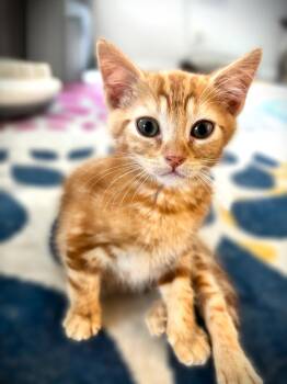 Mr Peanut -  Tabby Cat Available for Adoption in Fort Myers, Florida - Mr Peanut | PetCurious