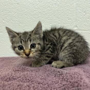 SVAS-Stray-38837 -  Domestic Short Hair Cat for Adoption in Lyndhurst, Virginia - SVAS-Stray-38837 | PetCurious