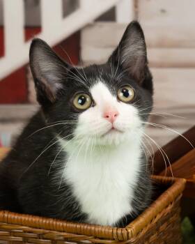 Juno -  Domestic Short Hair Cat for Adoption in Lapeer, Michigan - Juno | PetCurious