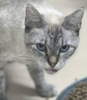 Rescue Siamese Cats for Adoption in Lee