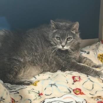 Tallulah C11733 -  Domestic Short Hair Cat for Adoption - Tallulah C11733 | PetCurious