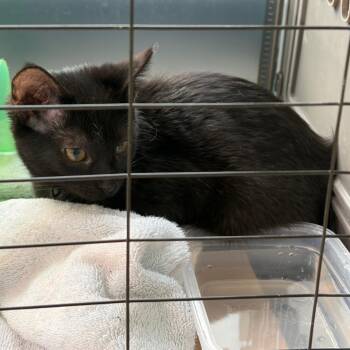 Found Postville IA (Azrael) -  Domestic Short Hair Cat for Adoption in Rochester, Minnesota - Found Postville IA (Azrael) | PetCurious