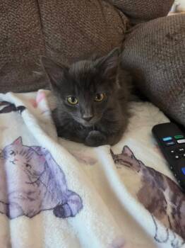 Johnny Gilbert -  Domestic Medium Hair Cat for Adoption in Chandler, Arizona - Johnny Gilbert | PetCurious