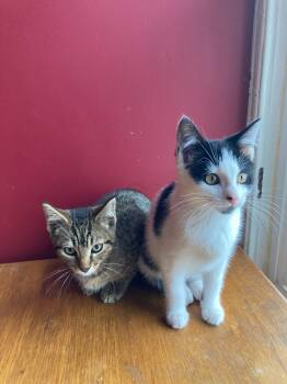 Rescue Domestic Short Hair Cats for Adoption in Seattle, Washington - Colonel Mustard And Miss Scarlet | PetCurious