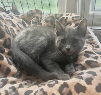 Pearl -  Domestic Short Hair Cat for Adoption in Troy, New York - Pearl | PetCurious