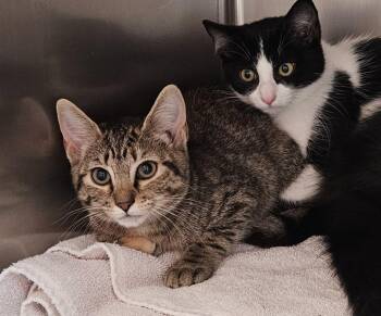 KABOTA -  Domestic Short Hair Cat for Adoption in Mocksville, North Carolina - KABOTA | PetCurious