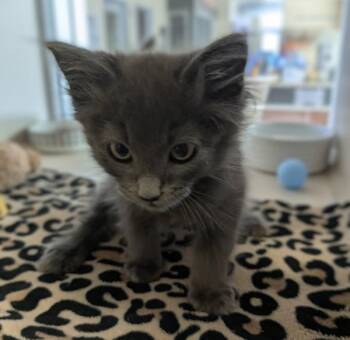 Ashe -  Domestic Long Hair Cat for Adoption in Salinas, California - Ashe | PetCurious