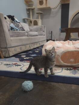 Kronk -  Domestic Short Hair Cat for Adoption in Shepherdsville, Kentucky - Kronk | PetCurious