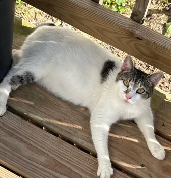 Juni -  Domestic Short Hair Cat for Adoption in Dalton, Georgia - Juni | PetCurious