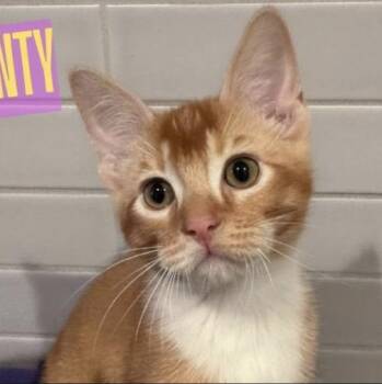 Monty -  Domestic Short Hair Cat for Adoption in Larkfield-wikiup, California - Monty | PetCurious
